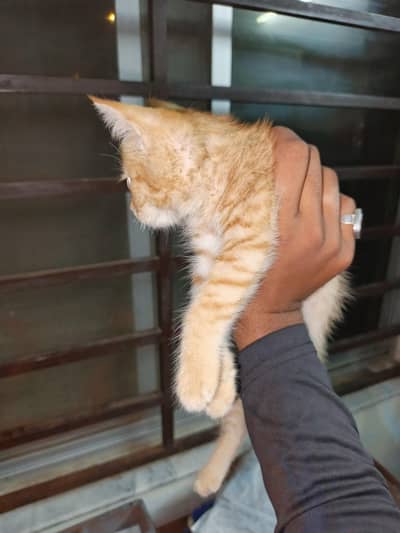 kitten for sell