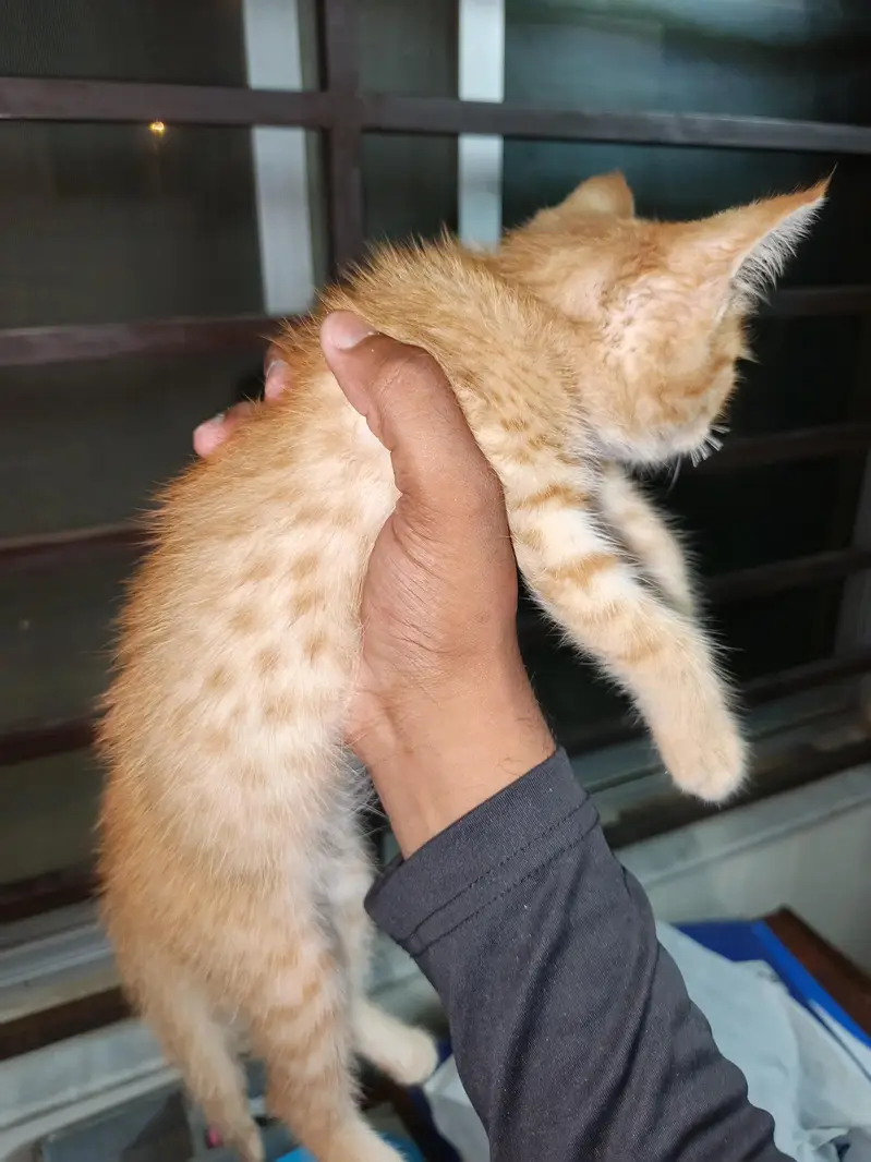 kitten for sell — photo 2
