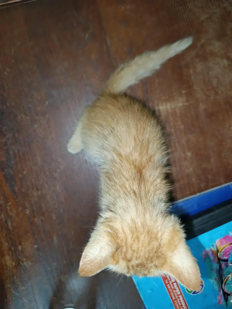 kitten for sell — photo 3