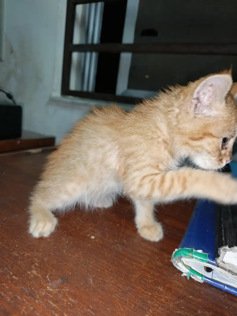 kitten for sell — photo 4