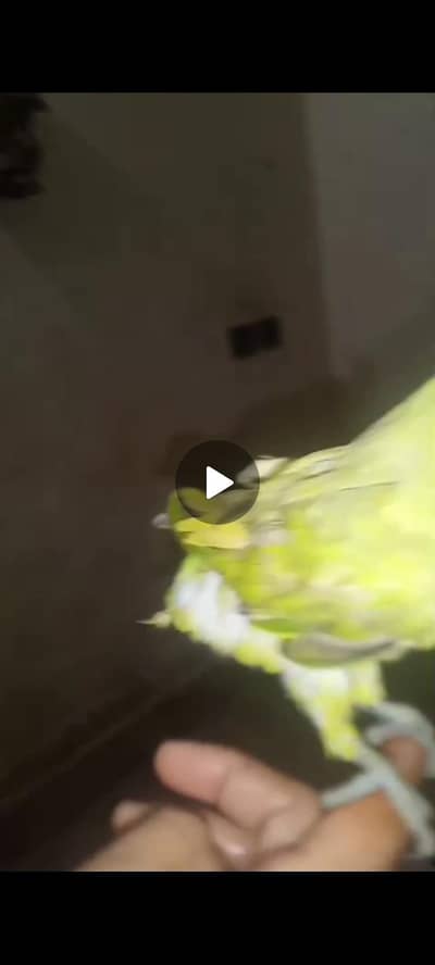greeen pied breeder female molting