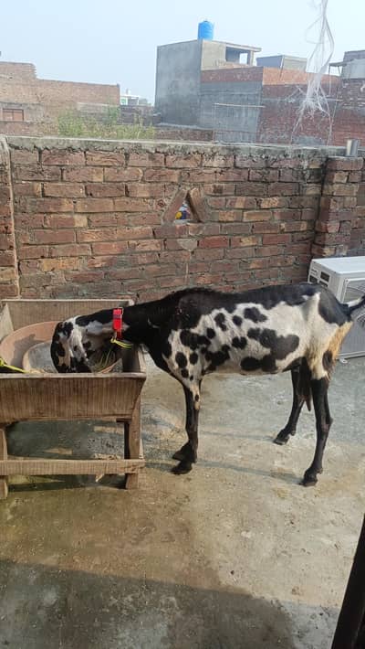 amrit sari betal bakri ha shok wali chez ha rabta onle watsap