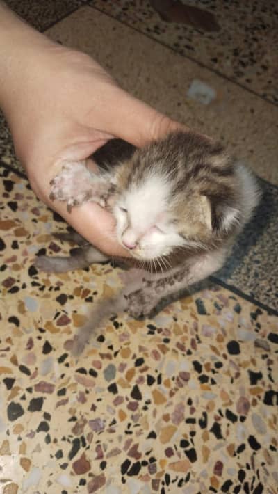 small baby cat