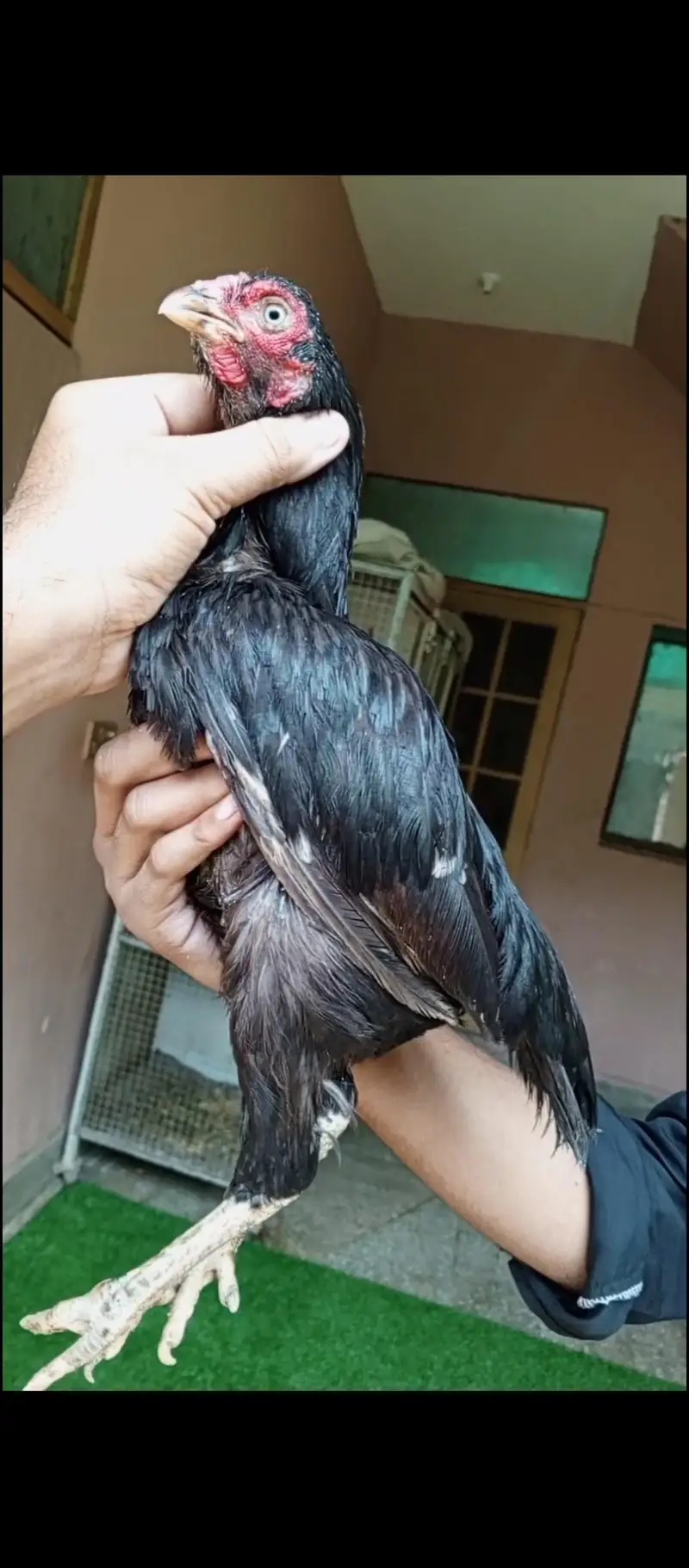 amrohi maadi zero size 03498200770 — photo 3