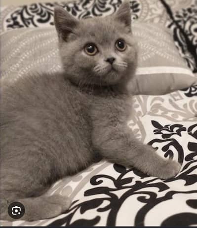 British shorthair & long hair kittens
