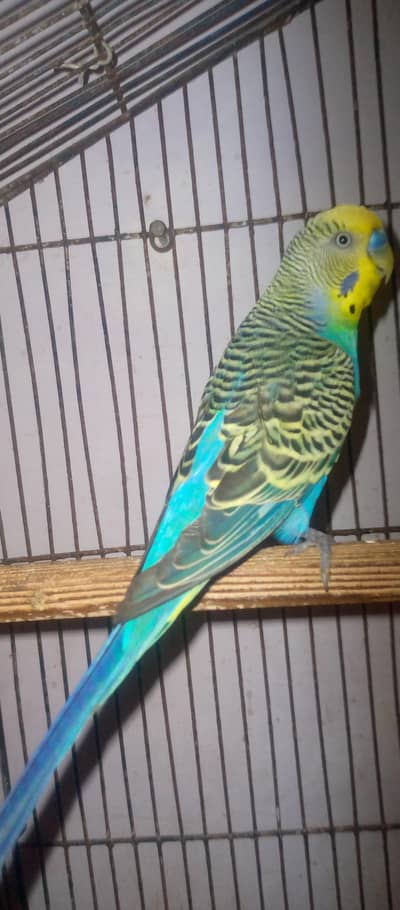 healthy budgies for sell