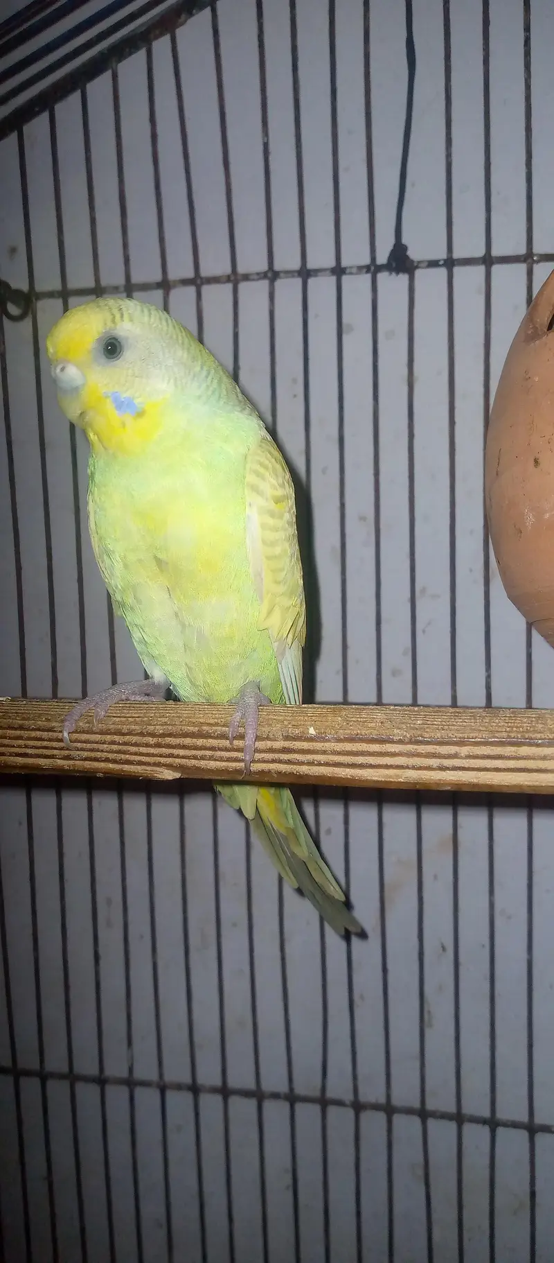 healthy budgies for sell — photo 2
