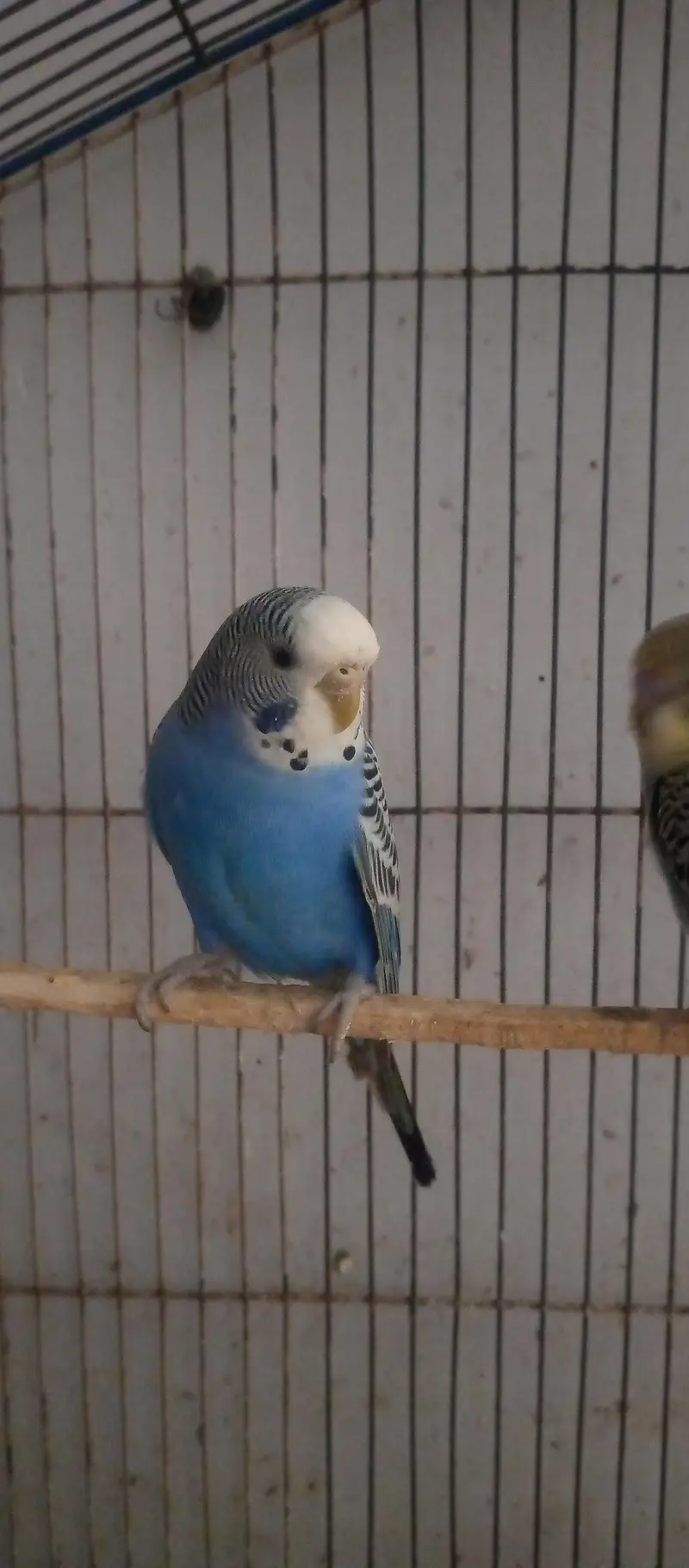 healthy budgies for sell — photo 3