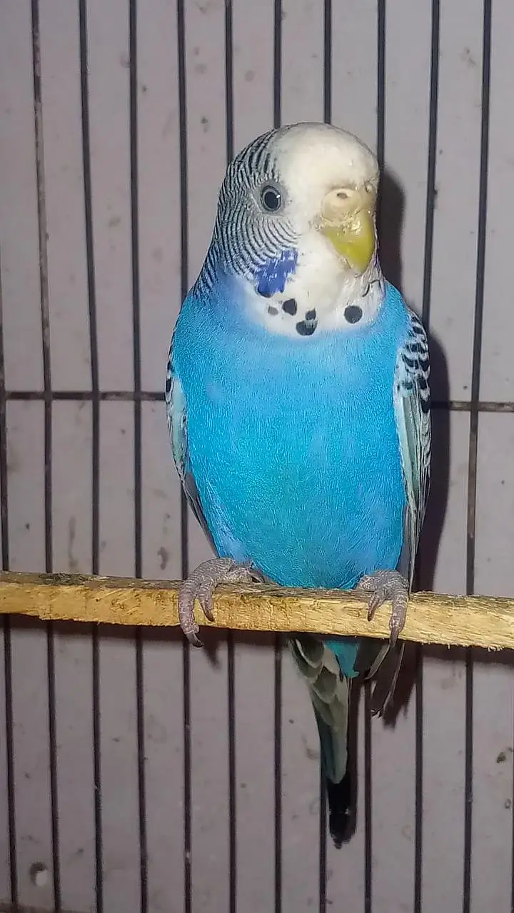 healthy budgies for sell — photo 4