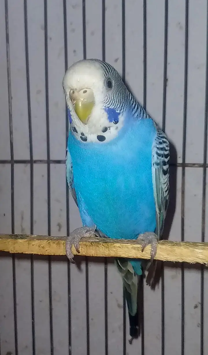 healthy budgies for sell — photo 5
