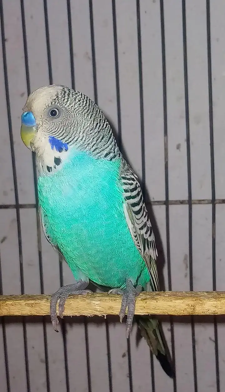 healthy budgies for sell — photo 6