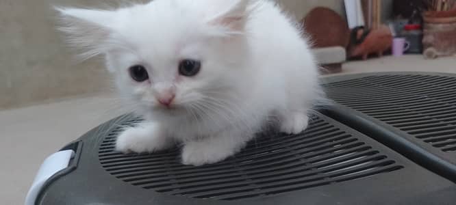 Persian Doll Face Kittens Available for Sale