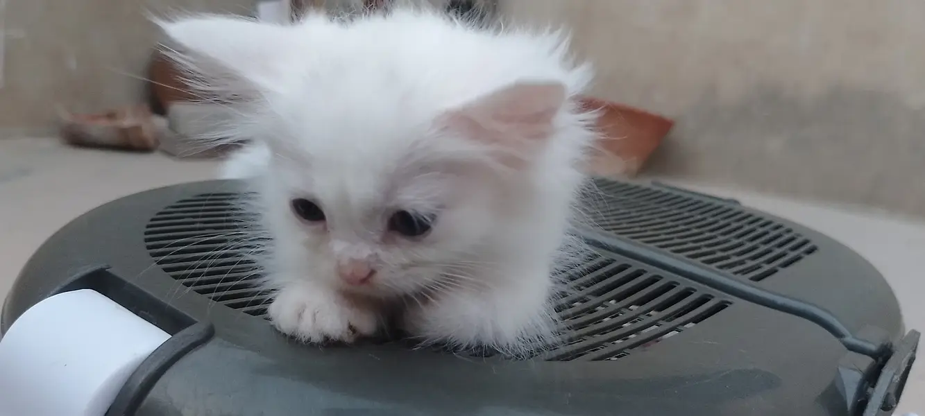 Persian Doll Face Kittens Available for Sale — photo 2