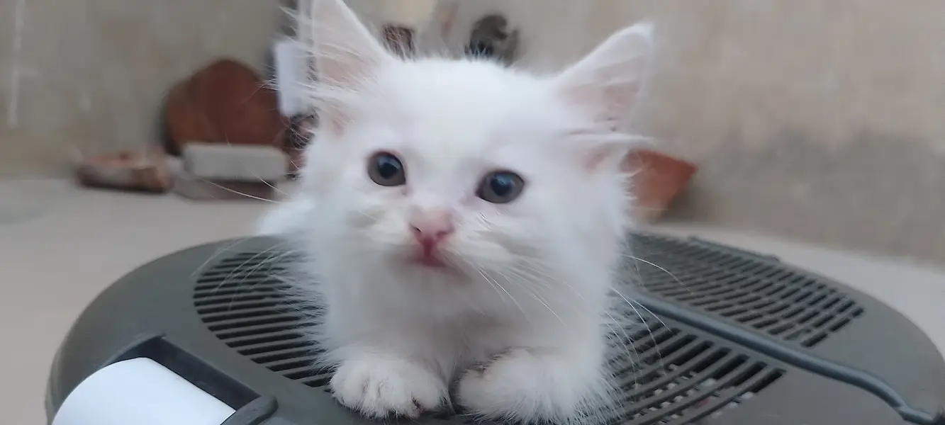 Persian Doll Face Kittens Available for Sale — photo 3