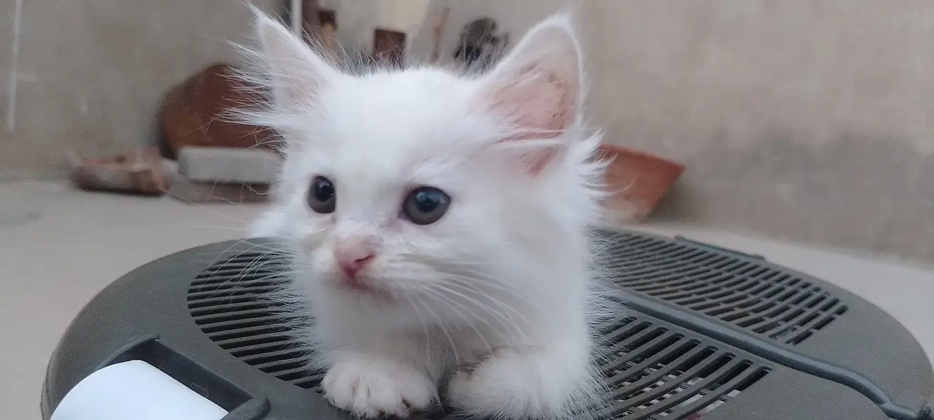 Persian Doll Face Kittens Available for Sale — photo 4