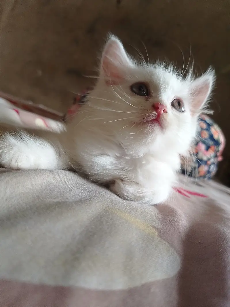 Persian Doll Face Kittens Available for Sale — photo 6