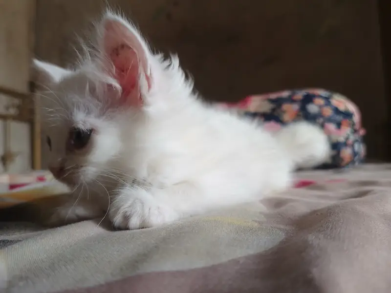 Persian Doll Face Kittens Available for Sale — photo 7
