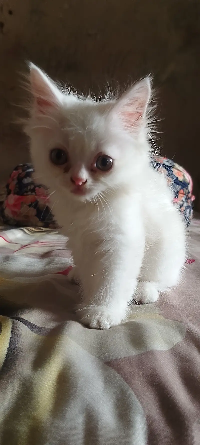Persian Doll Face Kittens Available for Sale — photo 8