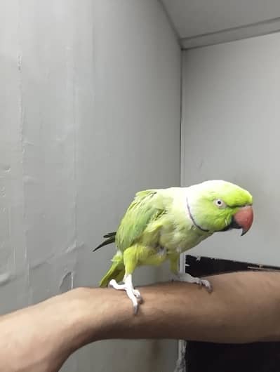 The ring-necked parakeet is very tame and in good health.