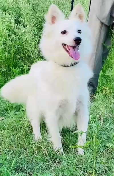 Russian long coat female for sale available