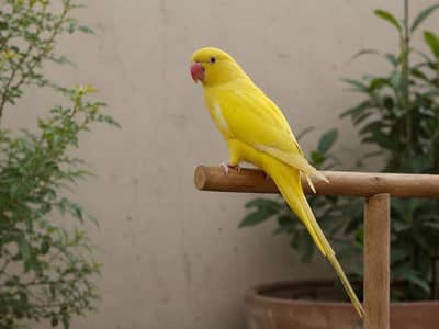 THE GRAND PARROT