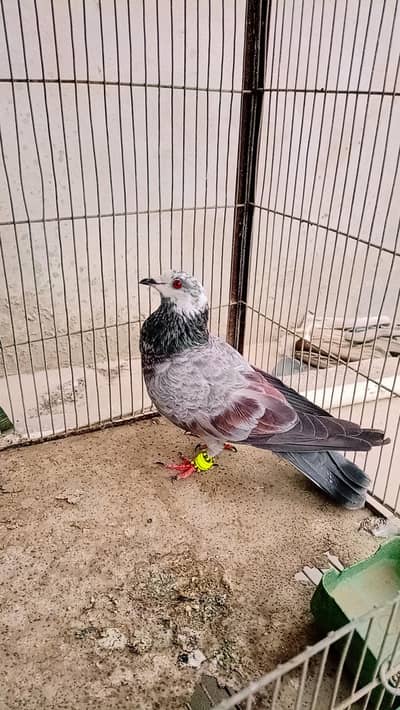 Pigeon gola female