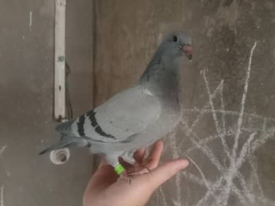 raser chick 0 kali