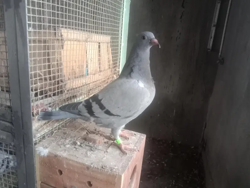 raser chick 0 kali — photo 2