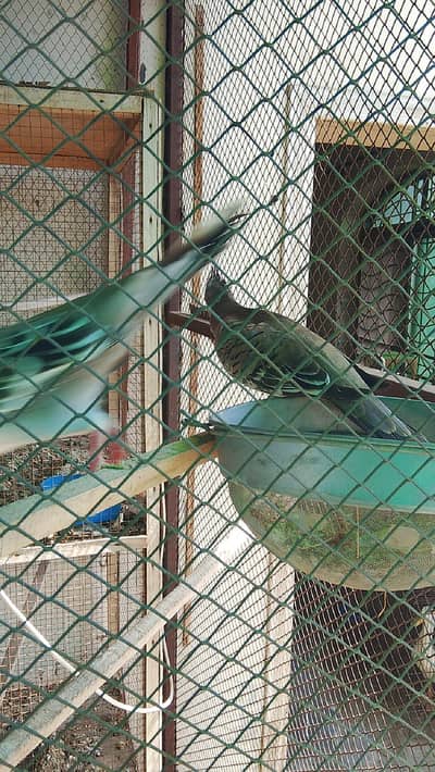 crusted dove pair for sale
