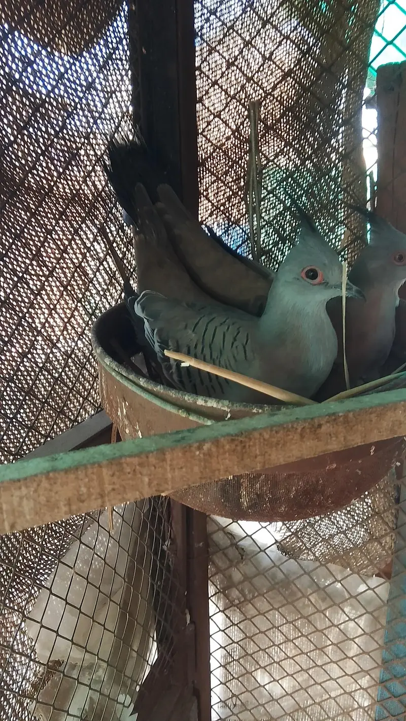 crusted dove pair for sale — photo 2