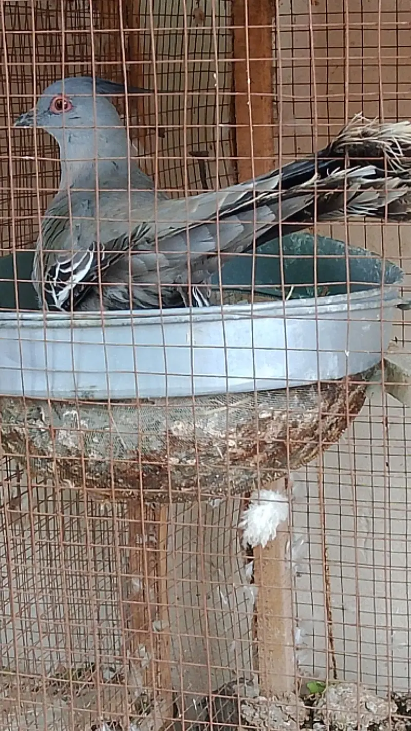 crusted dove pair for sale — photo 3
