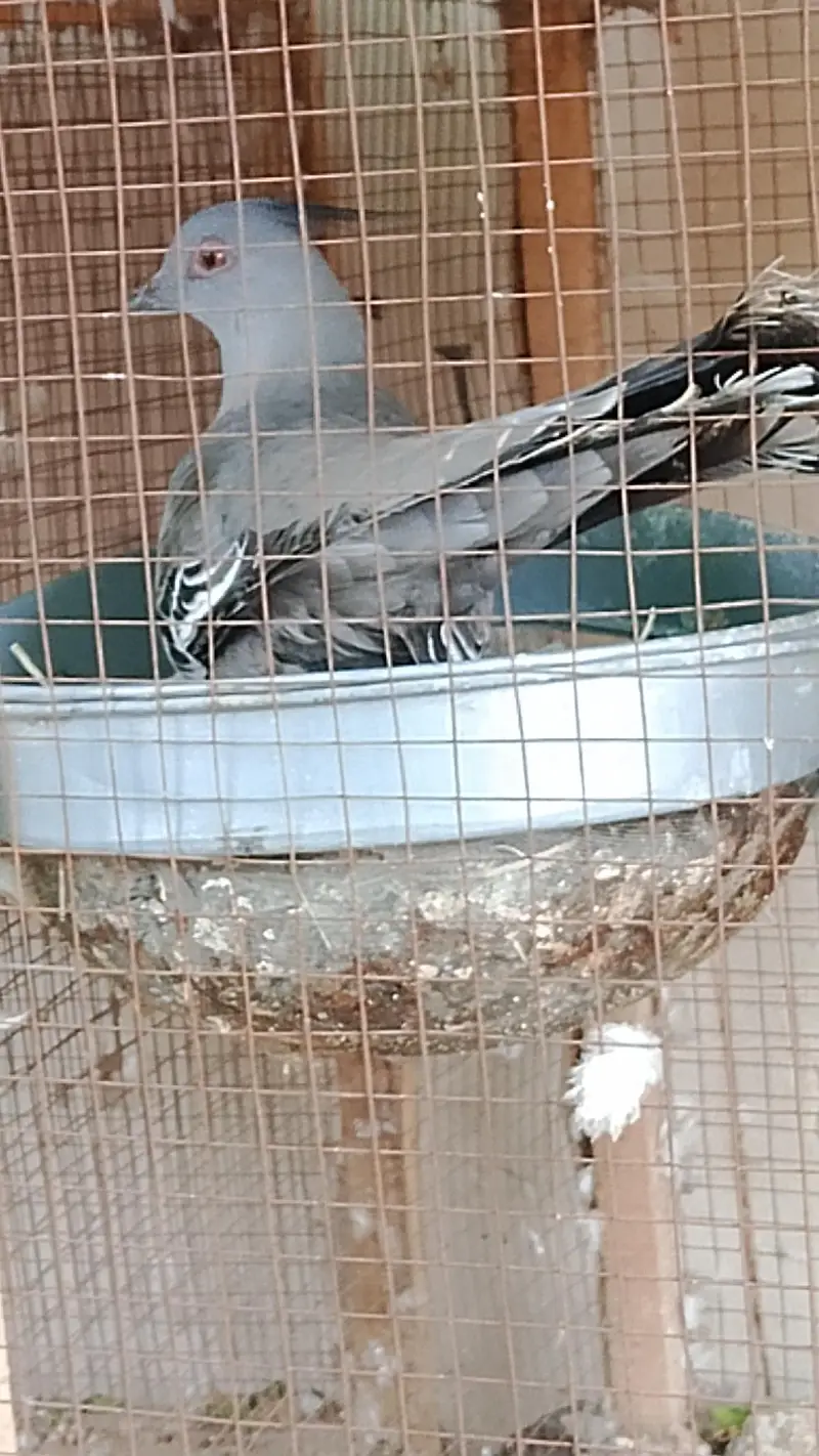 crusted dove pair for sale — photo 4