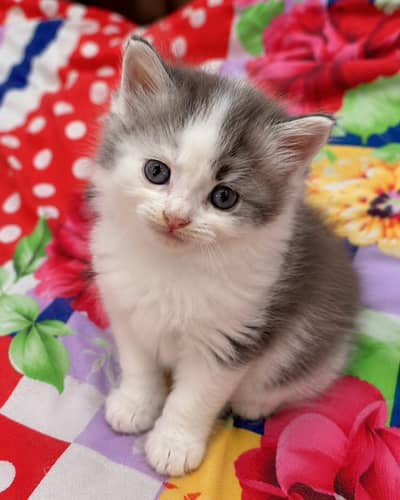 Persian kitten for sale