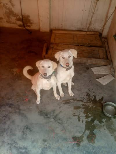 male and female