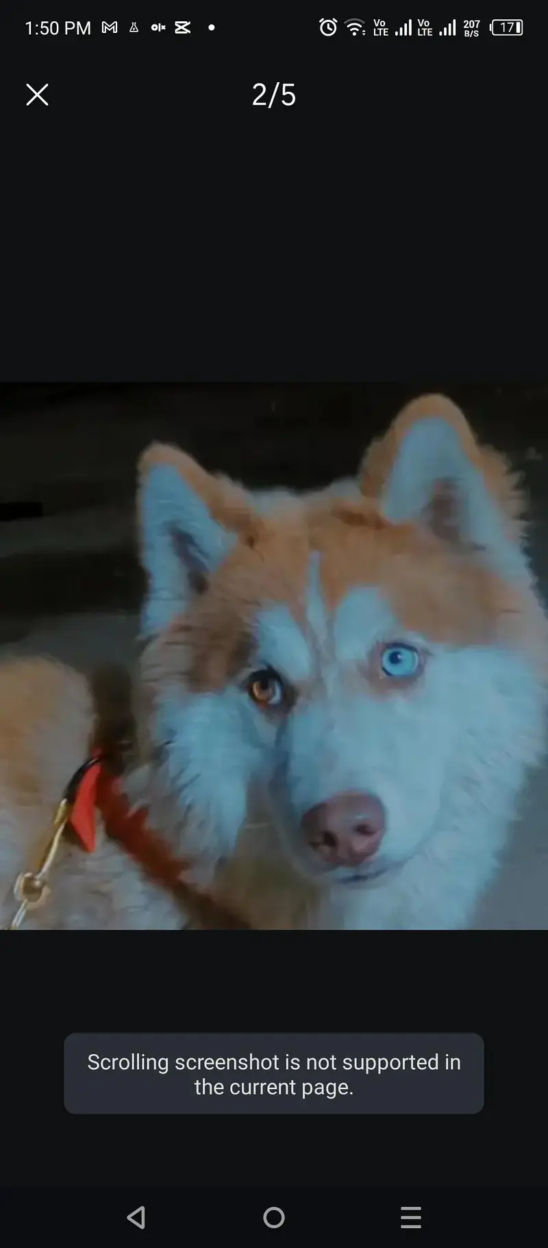 husky male stud . odd eyes husky available for breeding — photo 2