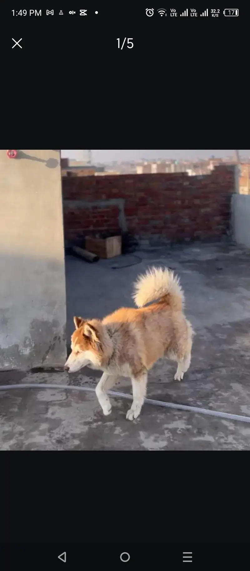 husky male stud . odd eyes husky available for breeding — photo 4
