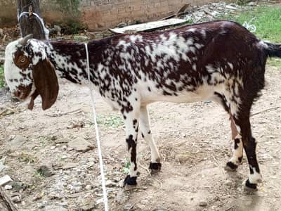 Makhi cheeni goat for sale,bakri,doodh wali bakri makhi cheeni