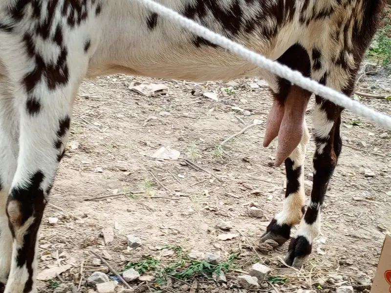 Makhi cheeni goat for sale,bakri,doodh wali bakri makhi cheeni — photo 2