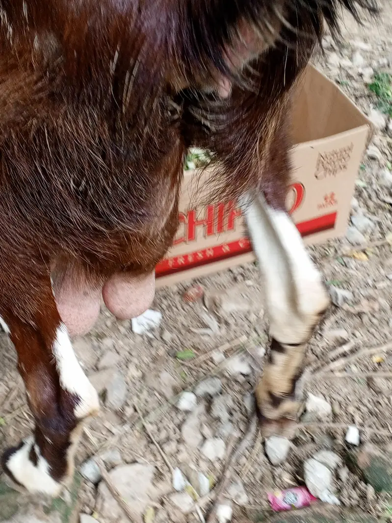 Makhi cheeni goat for sale,bakri,doodh wali bakri makhi cheeni — photo 3