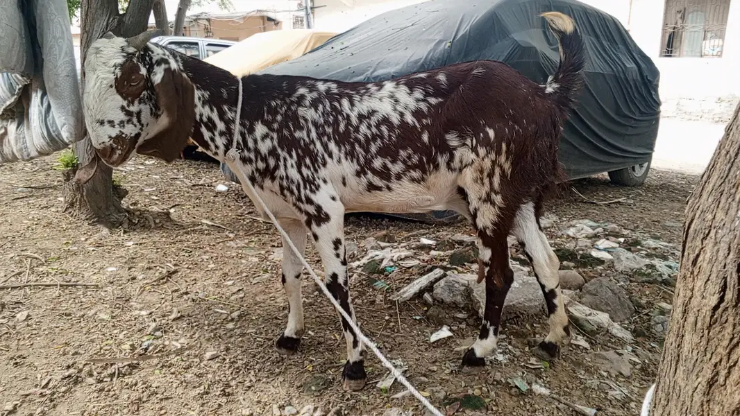Makhi cheeni goat for sale,bakri,doodh wali bakri makhi cheeni — photo 4