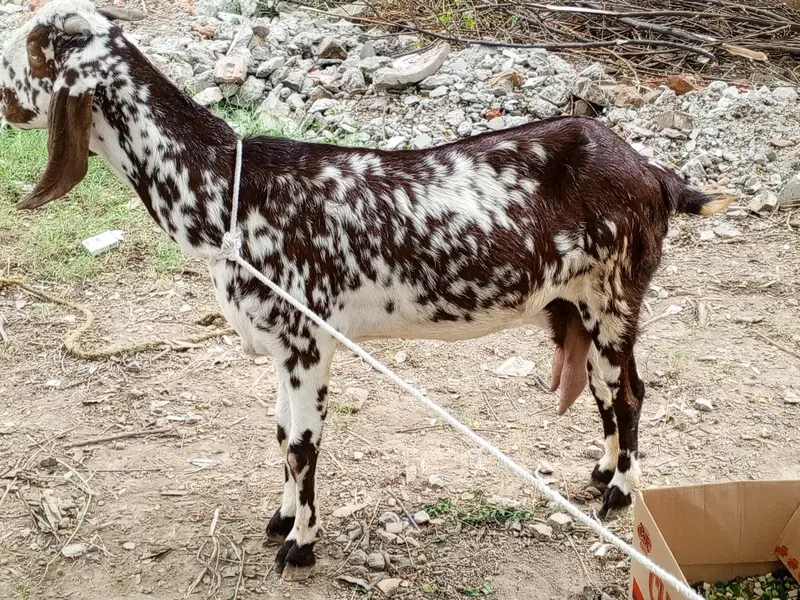 Makhi cheeni goat for sale,bakri,doodh wali bakri makhi cheeni — photo 5
