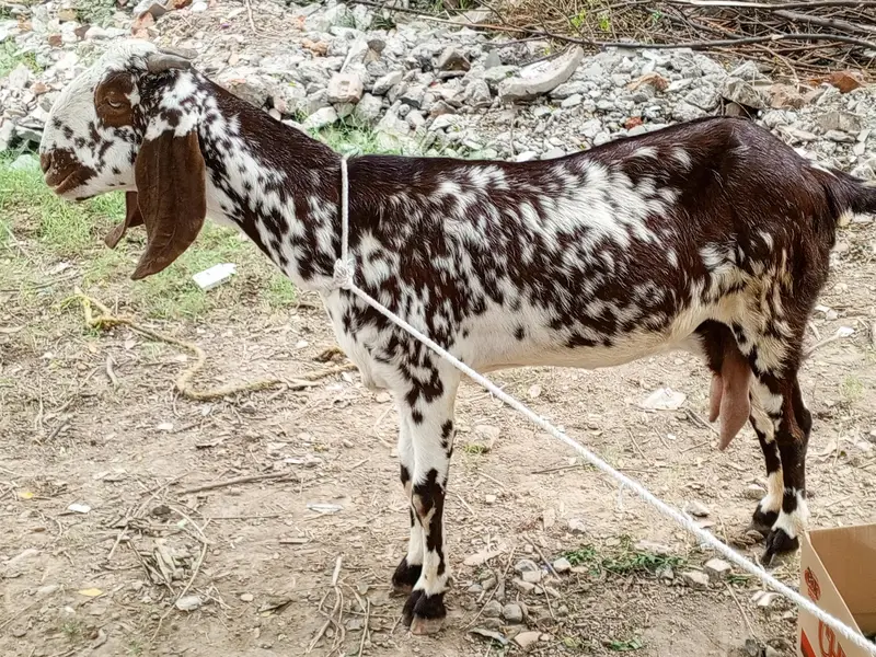 Makhi cheeni goat for sale,bakri,doodh wali bakri makhi cheeni — photo 6