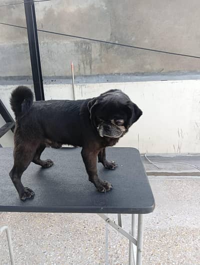 pug male for sale