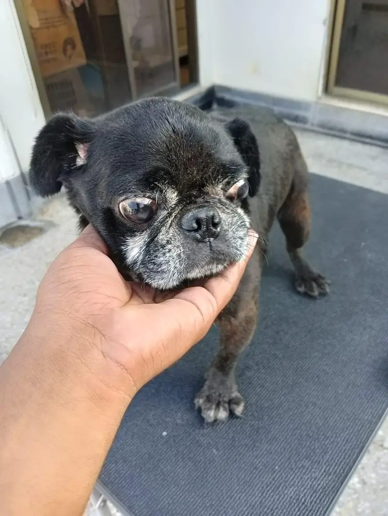 pug male for sale — photo 2