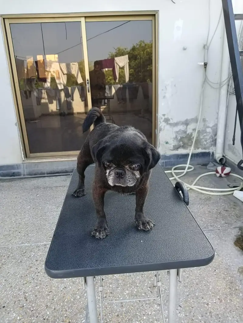 pug male for sale — photo 3