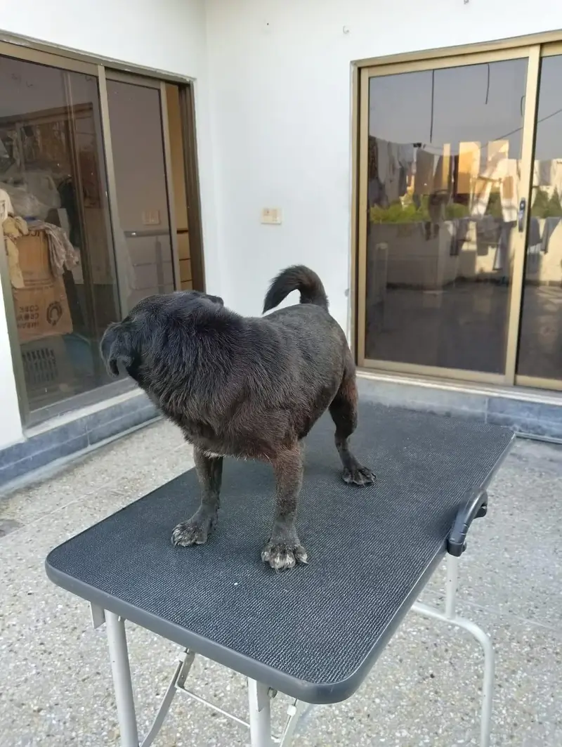 pug male for sale — photo 4