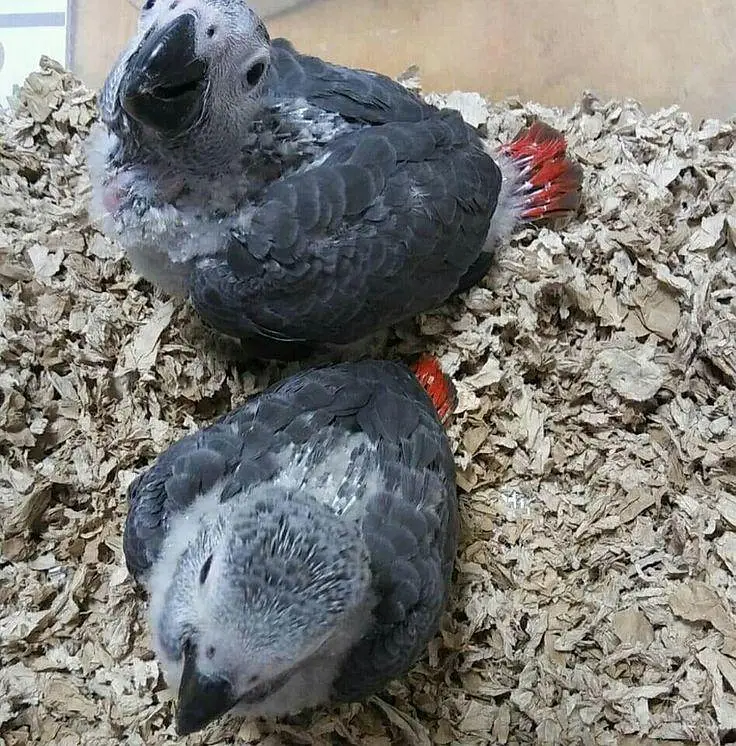African grey parrot cheeks for sale 0340/4751/560 — photo 2