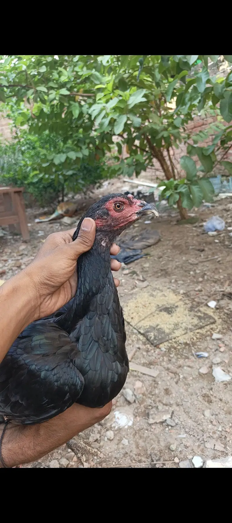 Thai pakoye — photo 2