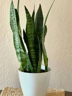 SNAKE PLANT AIR PURIFIER 