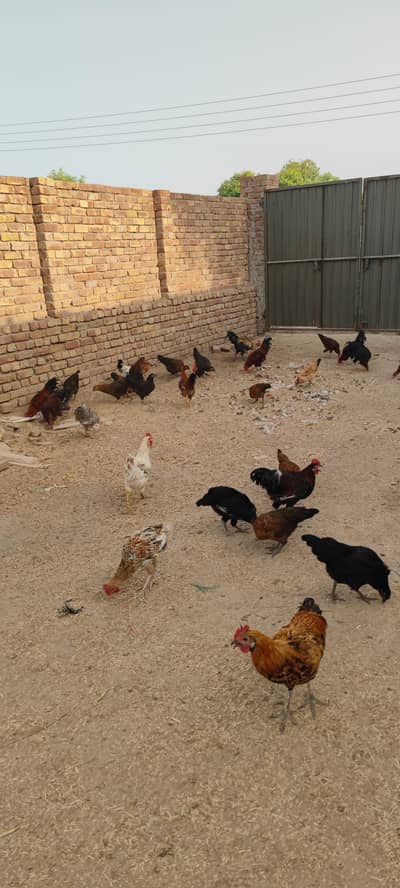Desi misri pathe 90 pieces